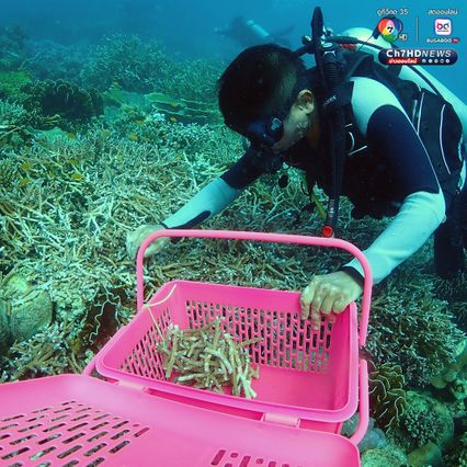 เร่งเคลื่อนย้ายเรือเกยตื้น พร้อมฟื้นฟูปะการัง