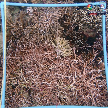 เร่งเคลื่อนย้ายเรือเกยตื้น พร้อมฟื้นฟูปะการัง