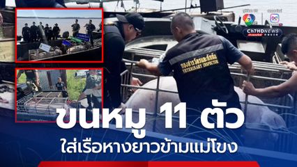 “ฉก.พญานาคราช” ยึดหมูเถื่อน 11 ตัว ลักลอบขนใส่เรือหางยาวข้ามแม่โขง