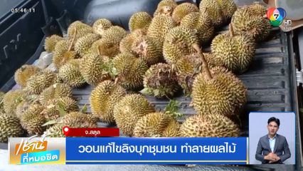 วอนแก้ไขลิงบุกชุมชน ทำลายผลไม้