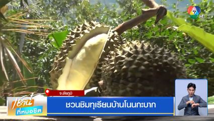 ชวนชิมทุเรียนบ้านโนนกะบาก จ.ชัยภูมิ