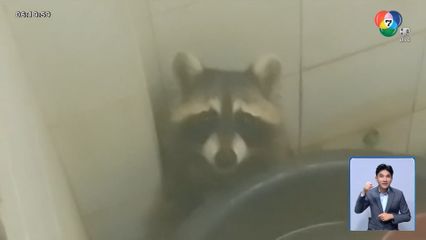 กู้ภัยฯ ช่วยจับแร็กคูน