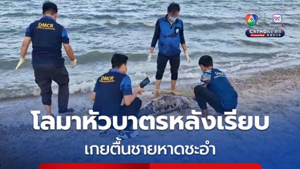 พบโลมาหัวบาตรหลังเรียบ สัตว์ป่าคุ้มครอง เกยตื้นตายที่ชายหาดชะอำ 