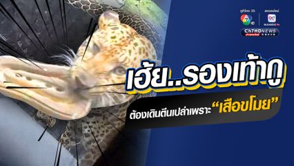 ระทึกปนขำ ไปเที่ยวสวนสัตว์เปิด ซาฟารี ปาร์ค ที่กาญจนบุรี เจอเสือดาวขโมยรองเท้าแตะ เอาไปนอนเล่นเป็นแมว