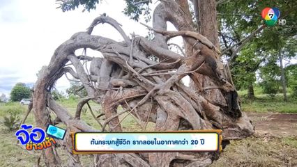 ต้นกระบกสู้ชีวิต รากลอยในอากาศกว่า 20 ปี