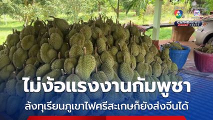 ไม่ง้อแรงงานกัมพูชา ล้งทุเรียนภูเขาไฟศรีสะเกษก็ยังส่งจีนได้