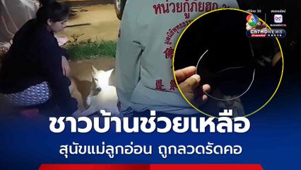 ทำได้ลงคอ สุนัขแม่ลูกอ่อนถูกลวดรัดคอหวิดดับ ชาวบ้านแจ้งกู้ภัยฯ เข้าช่วยเหลือ 