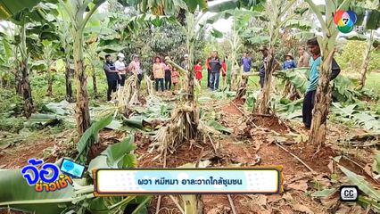 ผวา หมีหมา อาละวาดใกล้ชุมชน