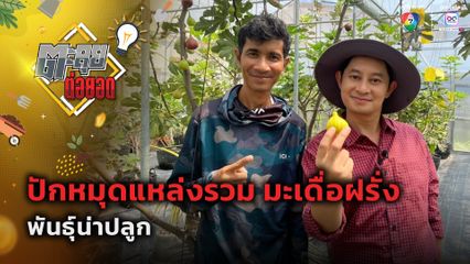ตะลุยต่อยอด : ปักหมุดแหล่งรวม มะเดื่อฝรั่ง พันธุ์น่าปลูก