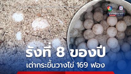 รังที่ 8 ของปี เต่ากระขึ้นวางไข่ 169 ฟอง
