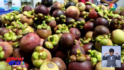 รัฐช่วยที มังคุด ราคาตกเหลือกิโลกรัมละ 7-8 บาท 