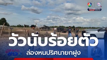 วัวนับร้อยตัว ล่องหนปริศนา