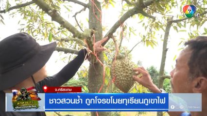 ชาวสวนช้ำ ถูกโจรขโมยทุเรียนภูเขาไฟ จ.ศรีสะเกษ