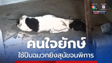 คนใจยักษ์ ใช้ปืนฉมวกยิงสุนัขจนพิการ