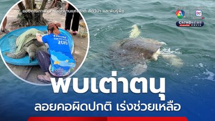 พบเต่าตนุขนาดใหญ่ลอยคอผิดปกติ นอกเขตอุทยานฯ เกาะลันตา เร่งนำส่งศูนย์วิจัยฯ ช่วยเหลือ