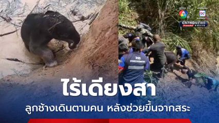 ลูกช้างเพศเมีย ตกบ่อน้ำ ทหาร-ปกครอง- ชาวบ้านช่วยสำเร็จ เดินตามแม่ช้างกลับป่า
