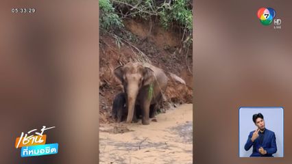 พลังสามัคคี ช่วยชีวิตลูกช้างตกสระน้ำ