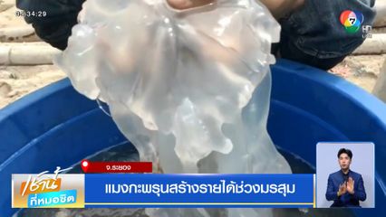 แมงกะพรุนสร้างรายได้ช่วงมรสุม