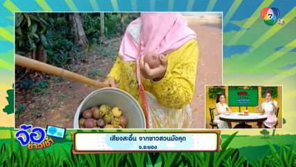 เสียงสะอื้น จากชาวสวนมังคุด จ.ระยอง