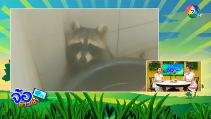 กู้ภัยฯ ช่วยจับแร็กคูน