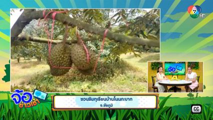 ชวนชิมทุเรียนบ้านโนนกะบาก จ.ชัยภูมิ