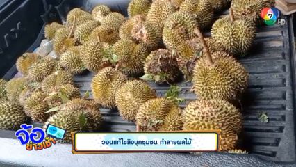 วอนแก้ไขลิงบุกชุมชน ทำลายผลไม้