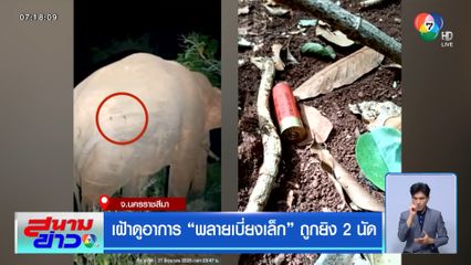 เฝ้าดูอาการ พลายเบี่ยงเล็ก ถูกยิง 2 นัด