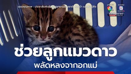 ช่วยลูกแมวดาว พลัดหลงจากอกแม่