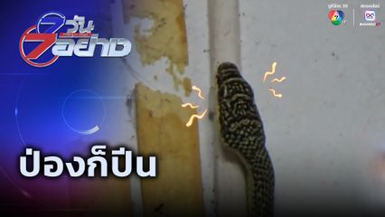 7 วัน 7 อย่าง : ป่องก็ปีน
