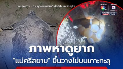 ภาพหาดูยาก “แม่ศรีสยาม” ขึ้นวางไข่บนเกาะทะลุ