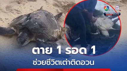 พลมือดีรวมพลัง ช่วยชีวิตเต่าติดอวนกลับคืนสู่ธรรมชาติ ตาย 1 รอด 1