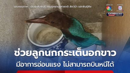 ช่วยลูกนกกระเต็นอกขาว มีอาการอ่อนแรง ไม่สามารถบินหนีได้