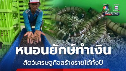 เลี้ยงหนอนยักษ์ทำเงิน ขายไม่ทันความต้องการลูกค้า สัตว์เศรษฐกิจสร้างรายได้ตลอดทั้งปี