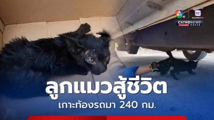 ลูกแมวสู้ชีวิตเกาะท้องรถแขวงการทางรถไฟอุดรธานี ระยะทาง 240 กม. จนท.ใจบุญรับเลี้ยงไว้