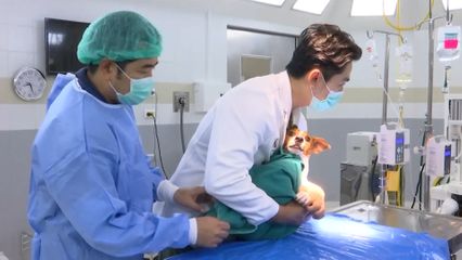 สมเด็จพระเจ้าน้องนางเธอ เจ้าฟ้าจุฬาภรณวลัยลักษณ์ อัครราชกุมารี กรมพระศรีสวางควัฒน วรขัตติยราชนารี ทรงงานด้านสัตวแพทย์