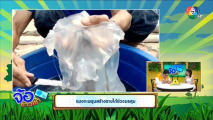 แมงกะพรุนสร้างรายได้ช่วงมรสุม