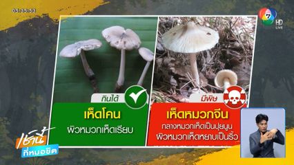 เตือนภัยกินเห็ดพิษ ป่วยแล้ว 96 ราย