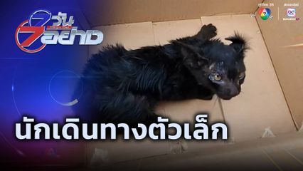 7 วัน 7 อย่าง : นักเดินทางตัวเล็ก