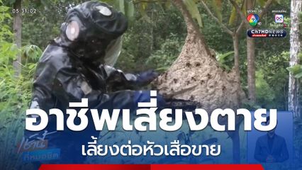 อาชีพเสี่ยงตาย เลี้ยงต่อหัวเสือขาย จ.นครพนม