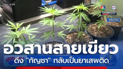 อวสานสายเขียว ดึงกัญชากลับเป็นยาเสพติด
