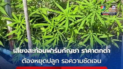 เสียงสะท้อนฟาร์มกัญชา ประกาศฉบับใหม่ กระทบฟาร์มขนาดเล็ก และ ขนาดกลาง