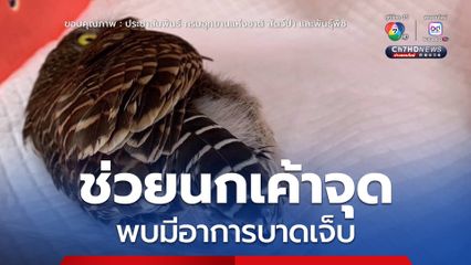 ช่วยนกเค้าจุด พบมีอาการบาดเจ็บ