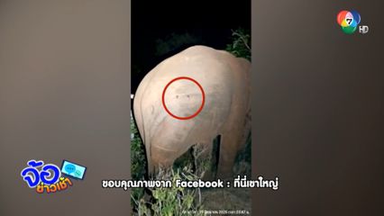 เฝ้าดูอาการ พลายเบี่ยงเล็ก ถูกยิง 2 นัด