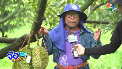 ทุเรียนน้ำยืน ผลกระทบสถานการณ์ชายแดน