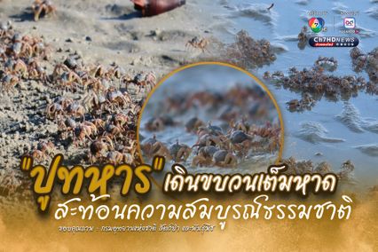 “ปูทหาร” เดินขบวนเต็มหาด สะท้อนความสมบูรณ์ธรรมชาติ