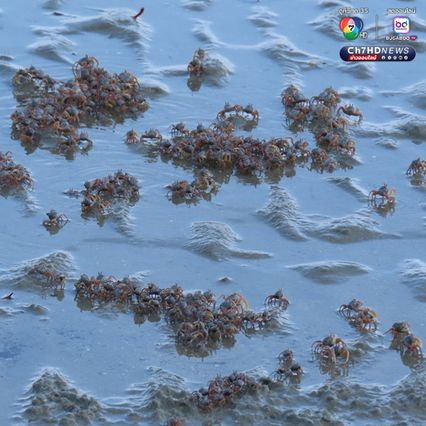 “ปูทหาร” เดินขบวนเต็มหาด สะท้อนความสมบูรณ์ธรรมชาติ