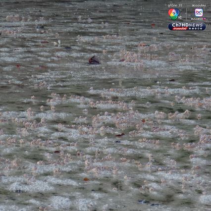 “ปูทหาร” เดินขบวนเต็มหาด สะท้อนความสมบูรณ์ธรรมชาติ