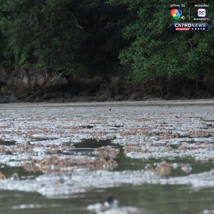 “ปูทหาร” เดินขบวนเต็มหาด สะท้อนความสมบูรณ์ธรรมชาติ