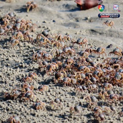 “ปูทหาร” เดินขบวนเต็มหาด สะท้อนความสมบูรณ์ธรรมชาติ