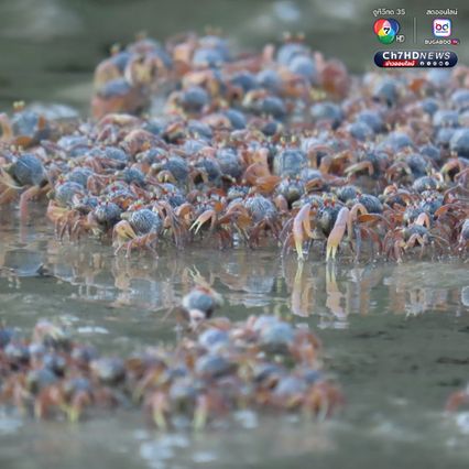 “ปูทหาร” เดินขบวนเต็มหาด สะท้อนความสมบูรณ์ธรรมชาติ